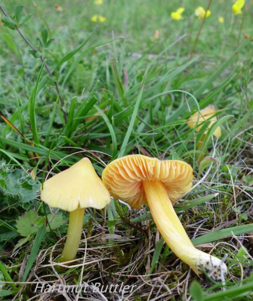 Hygrocybe acutoconica (Clem.) Singer 1951 var. acutoconica